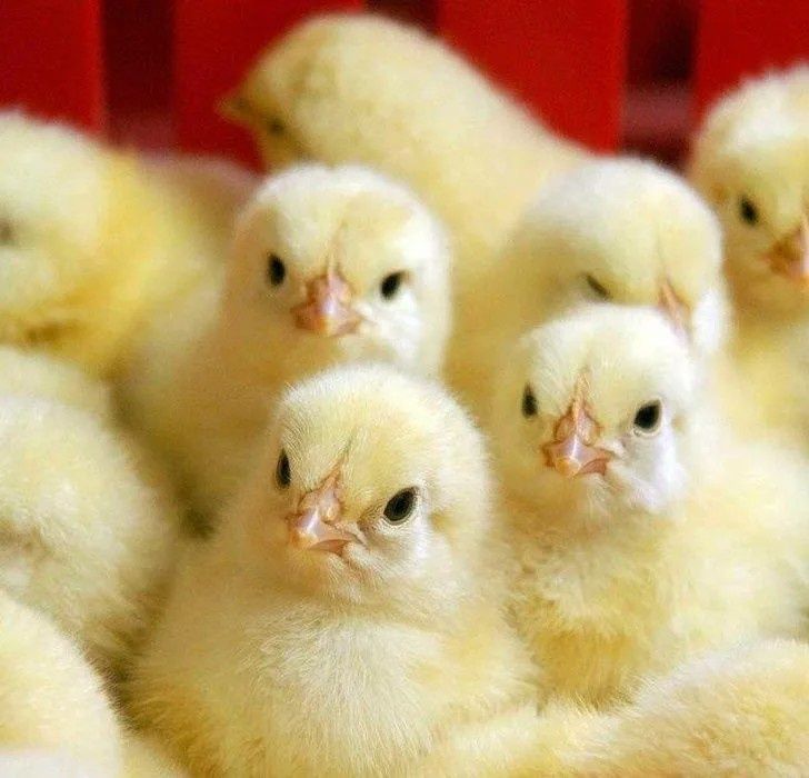 Бройлер, утята, гусята