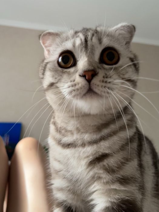 Отдам кота в хорошие руки
