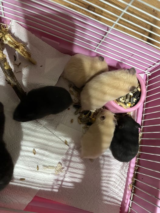 Продам хомичков за 2000 срочно