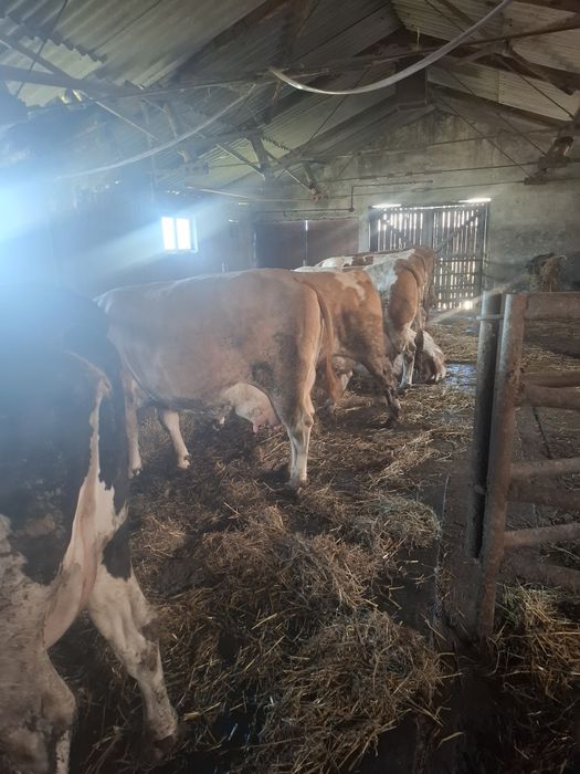 Vaci    cu      lapte