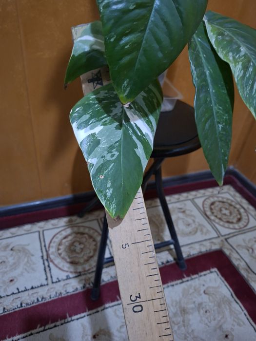 Продам цветок Эпипремнум пинатум вайт