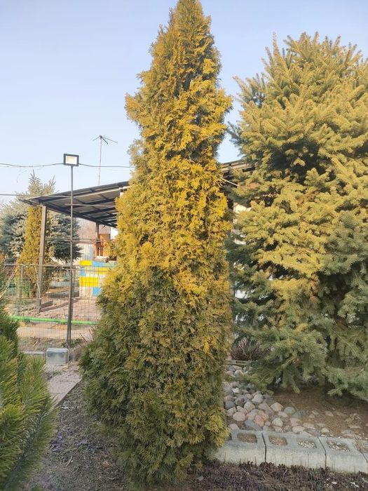 Туя горный Смарагд европейский.