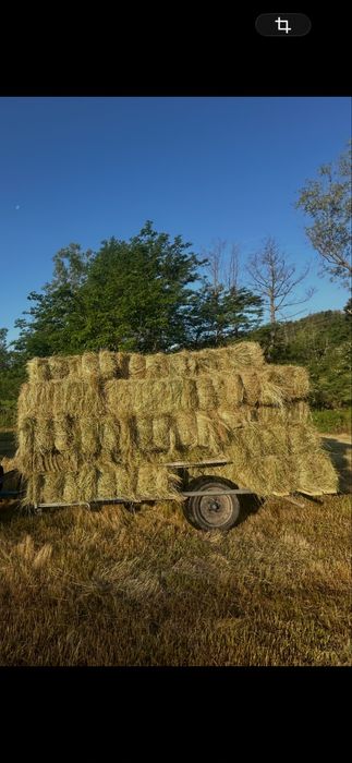 Vand baloti fan 2025 calitate buna