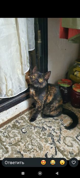 Отдат котят в хорошие руки