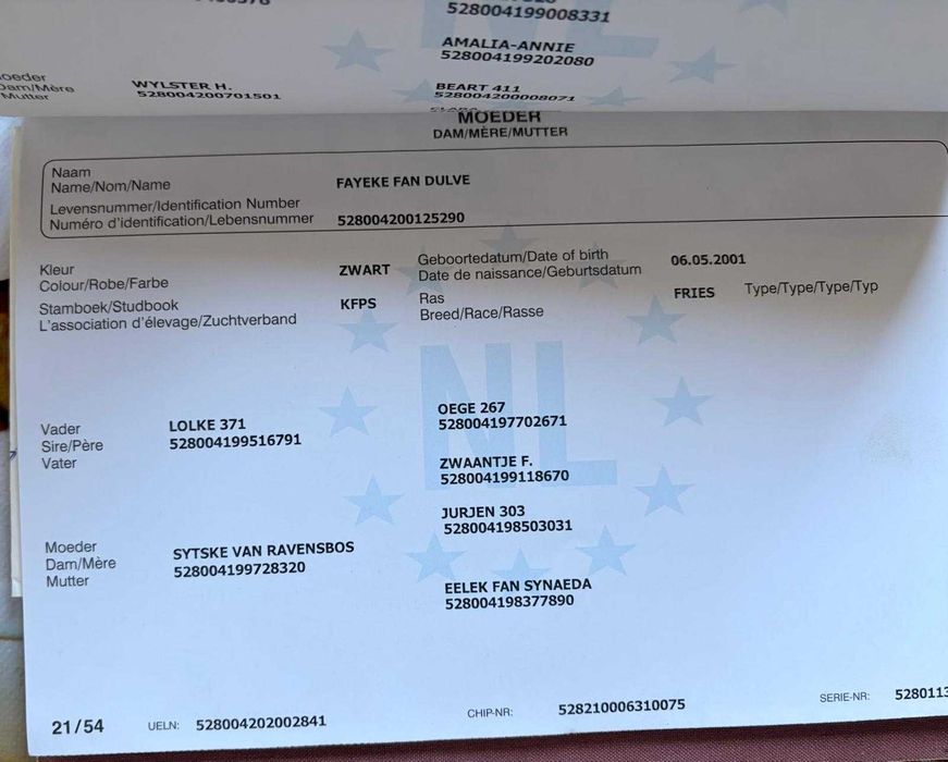 Vand Frizian tanar 6 ani ,cal deosebit, prezenta impresionanta !!