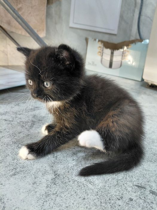 Отдам котят в добрые руки