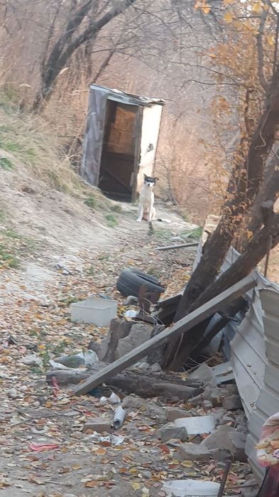 Щенята звоночки,ищют дом