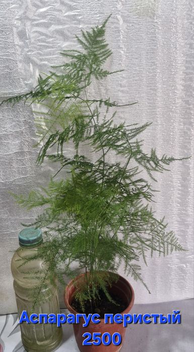 Цветы на продажу