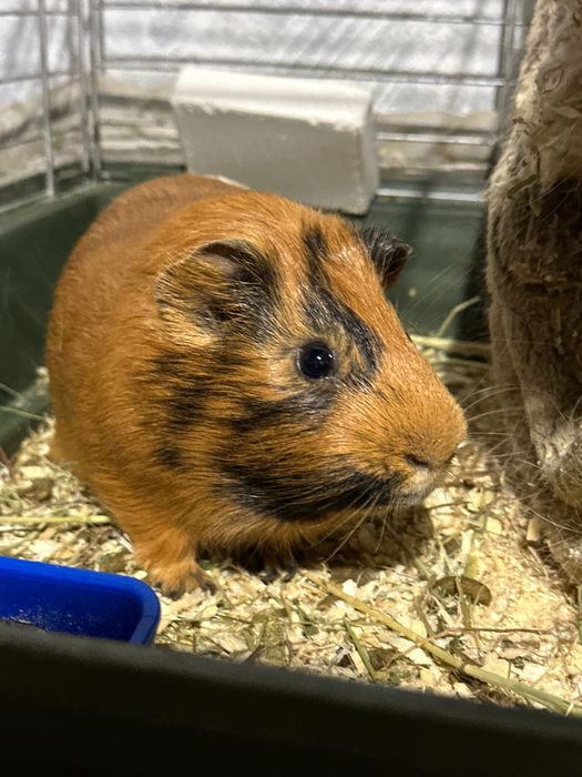 морские свинкииииии