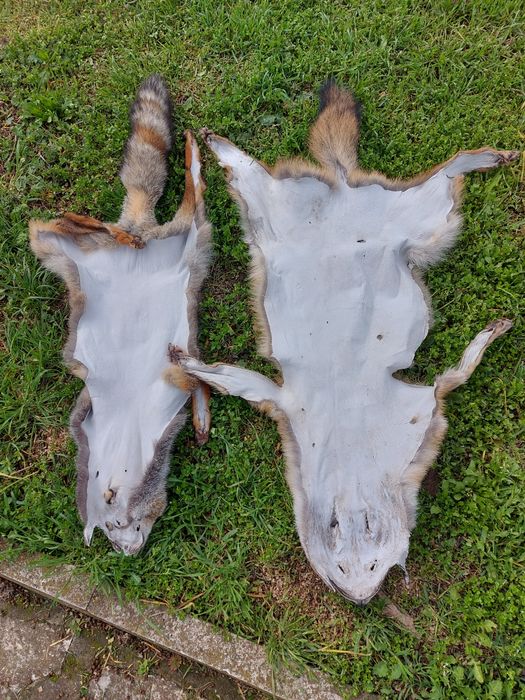 Кожи от чакал и лисица