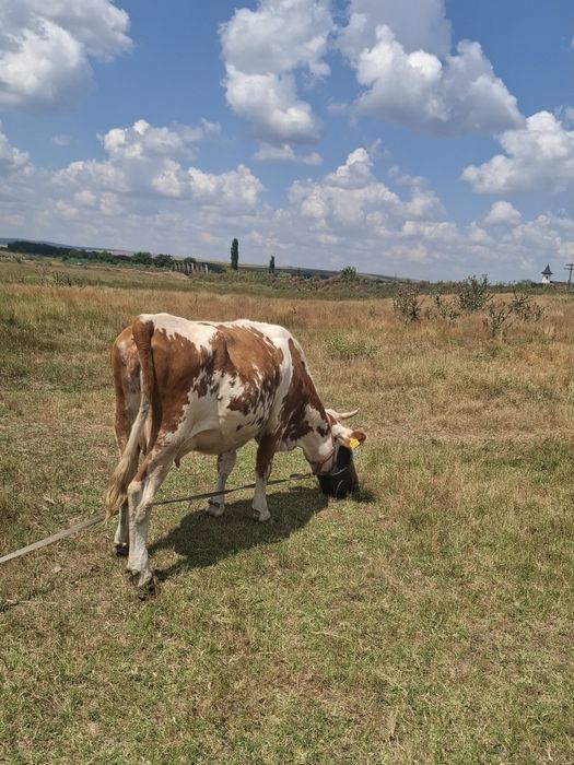 De vănzare vacă fătată recent si un taur mai multe detalii la nr telefon telefon 0741 842 024