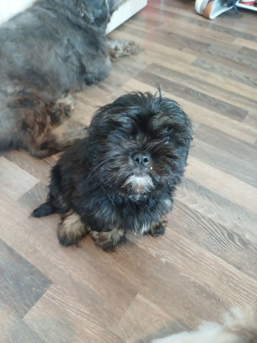 Jucarie shih tzu vie 3luni