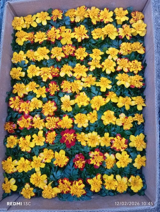 Bahorgi ekish uchun gullar keng asartiment