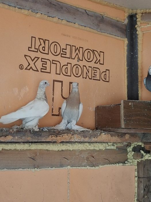 Продам голубей бойных