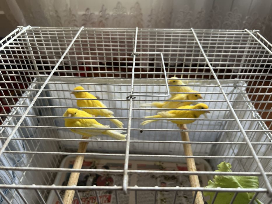 Kanareykalar sotiladi канарейка