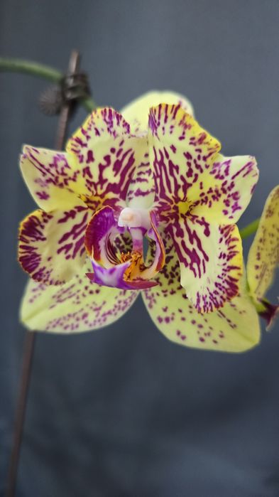 Орхидеи цветущие.