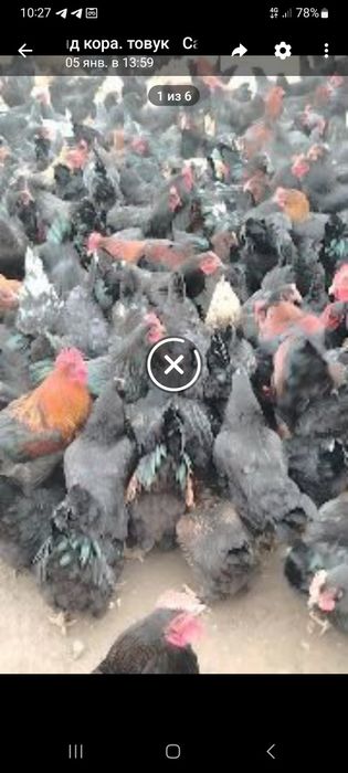 Продаю куры  несушки