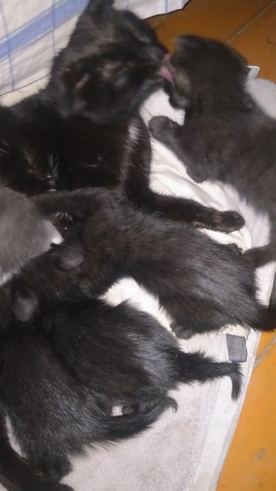 Отдам котят бесплатно