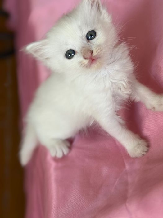 Отдам котят в добрые ручки