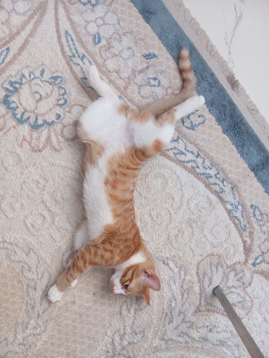 Отдам котенка бесплатно