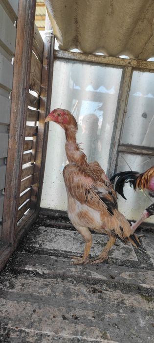 Продам курочек  ...