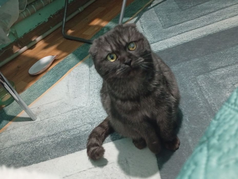 Отдам молодую кошечку срочно