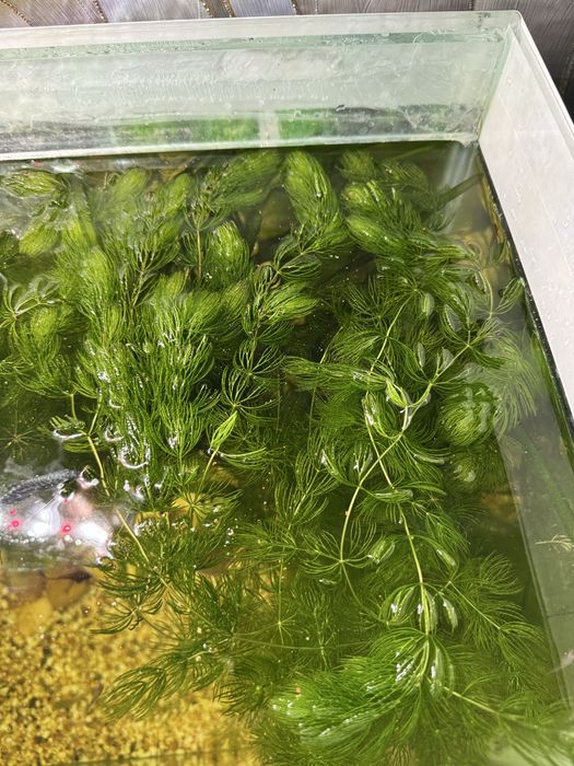 Раголистник Аквариумное растение