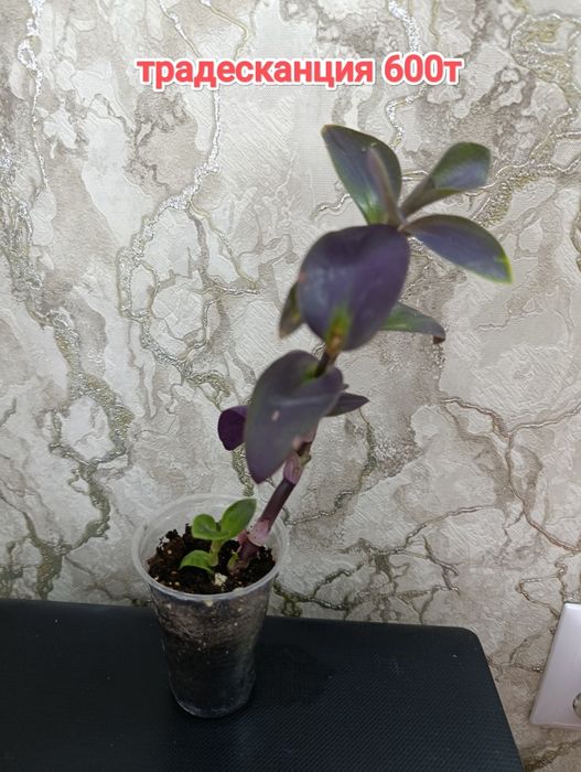 Комнатные растения кжби