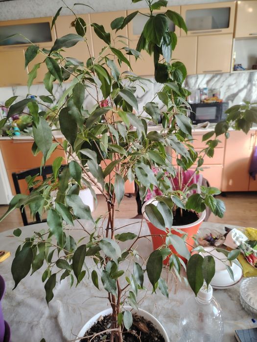 Продам цветы большие