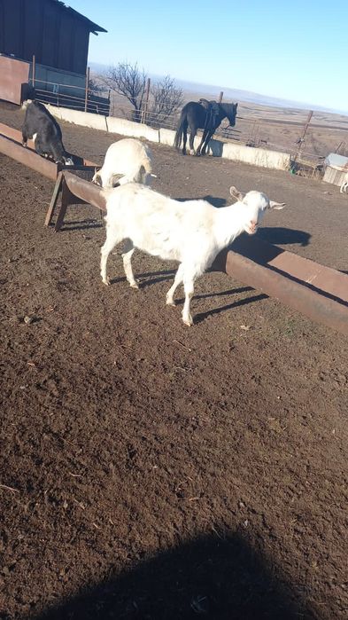 Продаются бараны