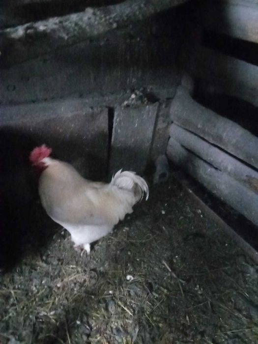 Продам петухов на племя