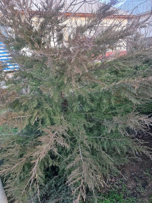 Мажевельник оптовая цена МЕСТНЫЙ