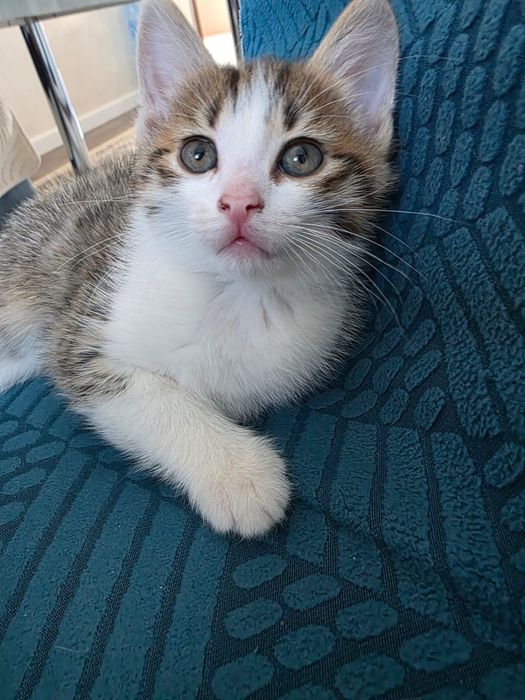 Котёнок в добрые руки отдам