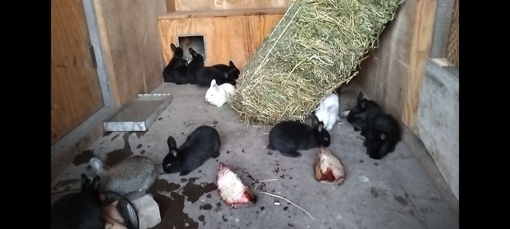 Velikan quyon sotiladi