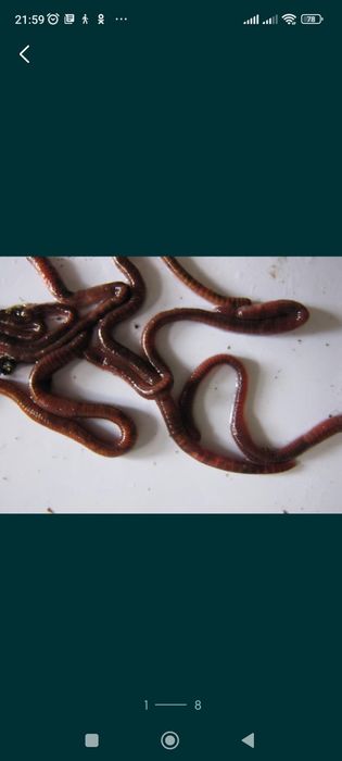 Черви для рыбалки