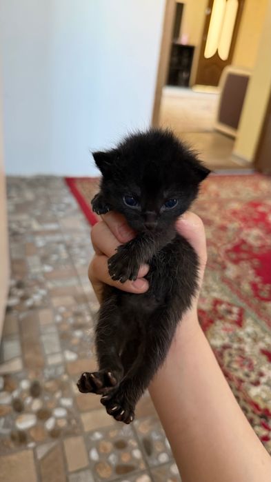 Отдам котят в добрые руки