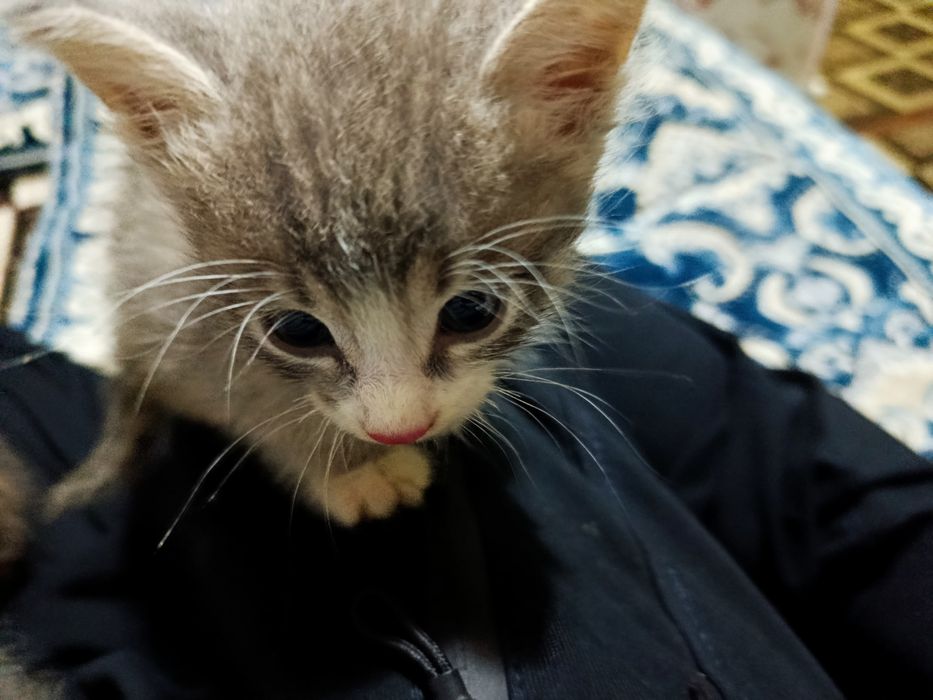 Отдам даром котят