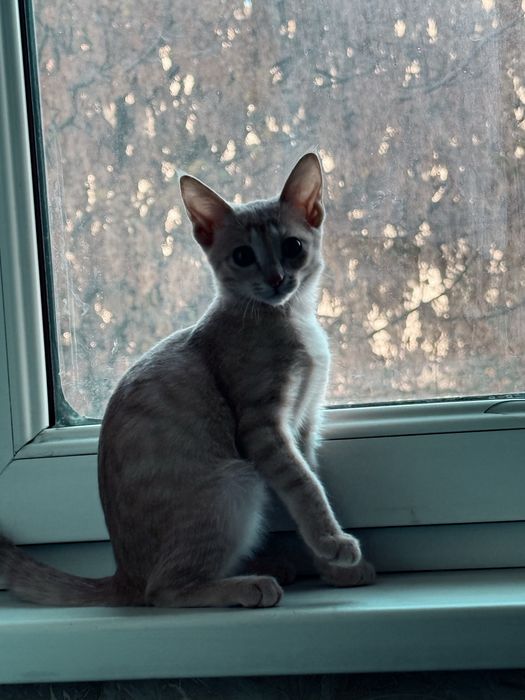 Отдам добрые руки