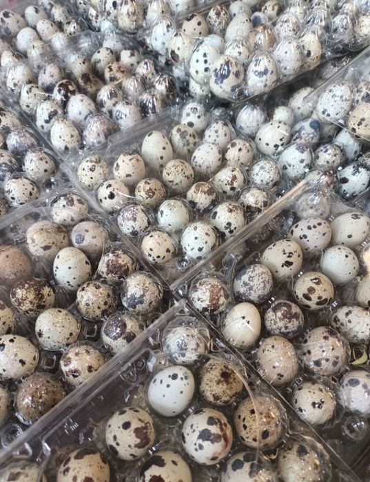 Перепелиные яйца 35 Т