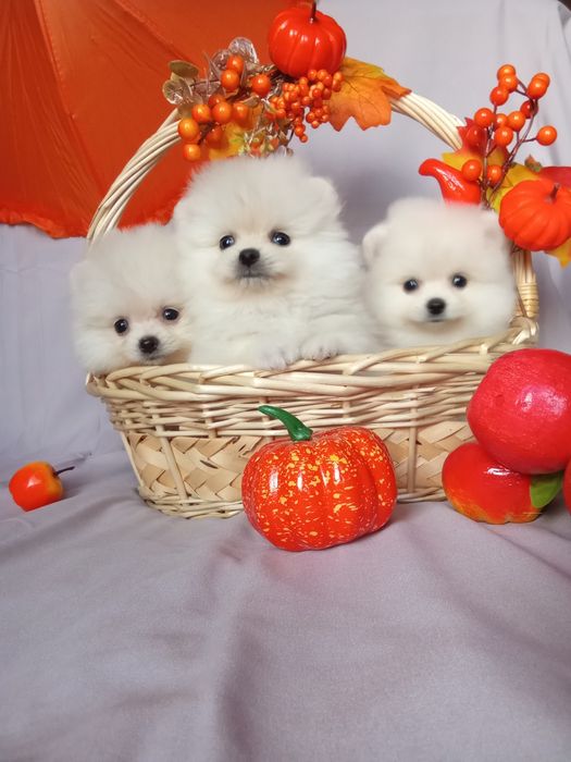 Щенки шпица мини