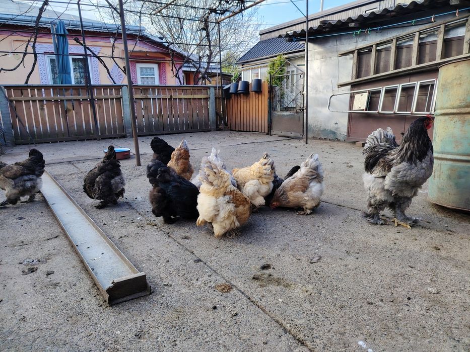 Ouă de brahma de la păsările din poze