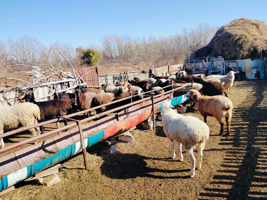 34 бас қой тоқты сатылады