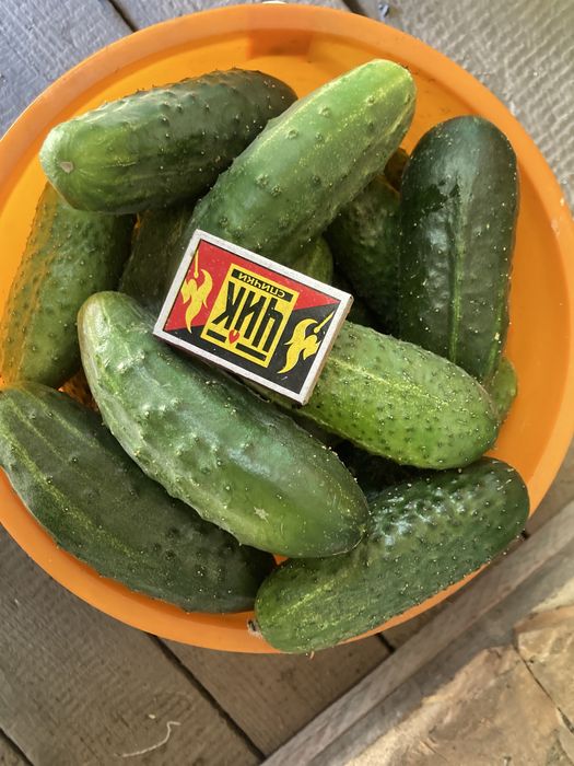 Продам огурцы свежие