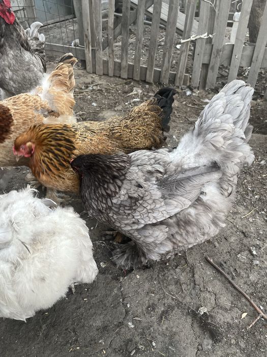 яицо Брама инкубационное.