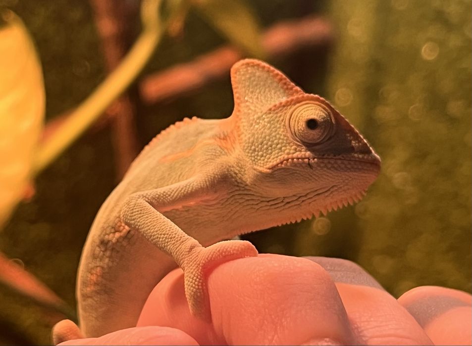 Vand terariu complet + pereche cameleoni