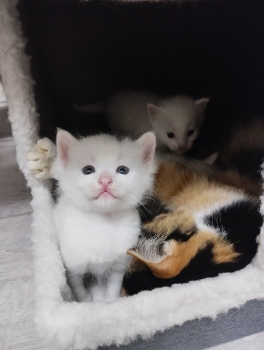 Продается котяты