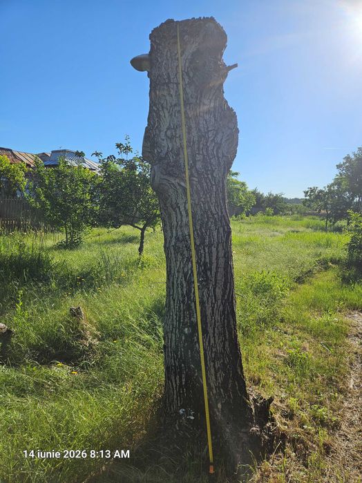 Vânzare trinchi de nuc.