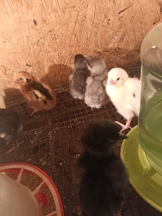 Продам бройлерных цыплят и домашних