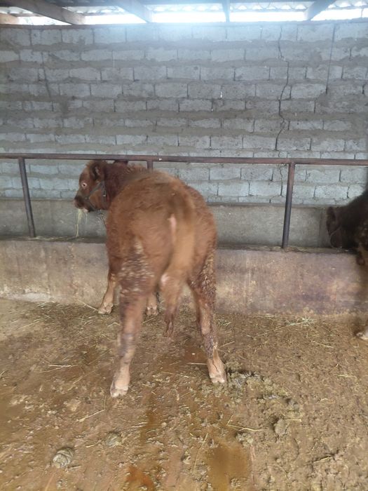 Бұқалар сатылады