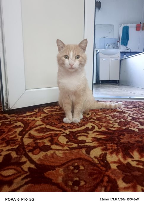 Отдам кота в добрые руки